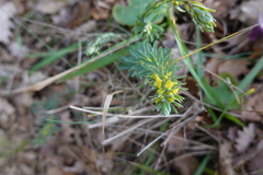 Thymelaea ruizii