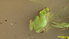 Hyla suweonensis