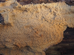 Phlebia centrifuga