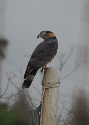 Hook-billed Kite (Chondrohierax uncinatus)