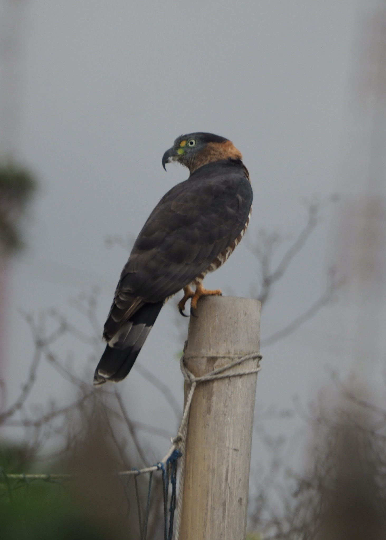 Hook-billed Kite (Chondrohierax uncinatus)