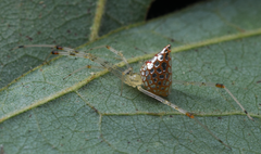 Thwaitesia margaritifera