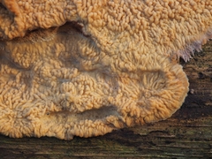 Phlebia centrifuga