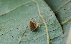 Thwaitesia margaritifera