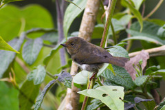 Diglossa albilatera