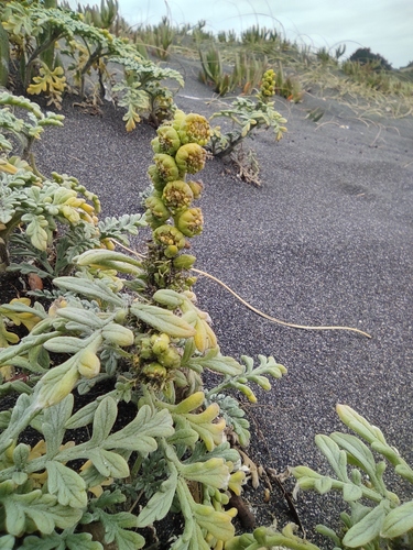 Silver bur ragweed (Ambrosia chamissonis)