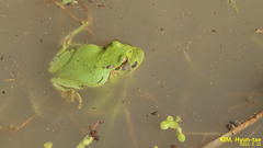 Hyla suweonensis