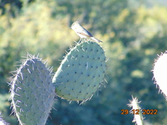 Myiarchus tuberculifer