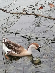 Anser cygnoides
