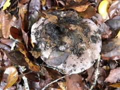 Cortinarius cylindripes