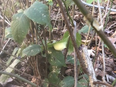 Phylloxera caryaemagna