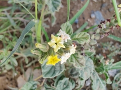 Heliotropium arbainense