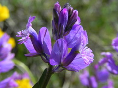 Polygala major