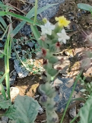 Heliotropium arbainense