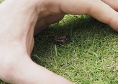 Leptodactylus labrosus