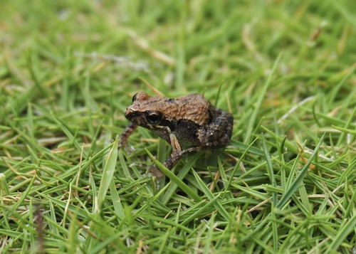 Manabi Dwarf Frog, Engystomops montubio