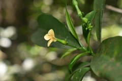 Tabernaemontana hystrix