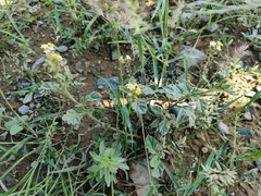 Heliotropium arbainense