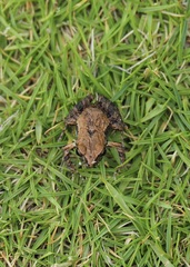 Leptodactylus labrosus