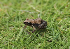 Leptodactylus labrosus