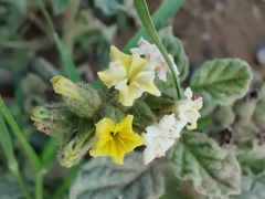 Heliotropium arbainense