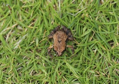 Leptodactylus labrosus