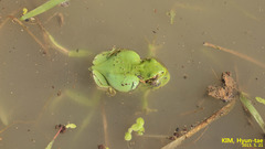 Hyla suweonensis