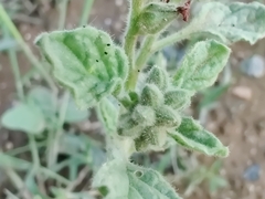 Heliotropium arbainense