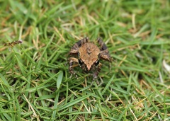 Leptodactylus labrosus