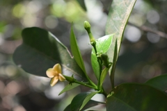 Tabernaemontana hystrix