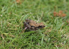 Leptodactylus labrosus