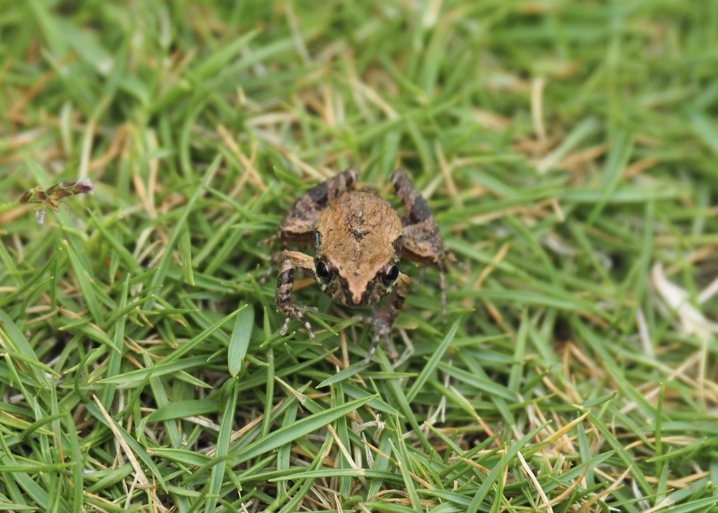 Manabi Dwarf Frog