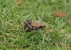 Leptodactylus labrosus
