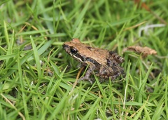 Leptodactylus labrosus