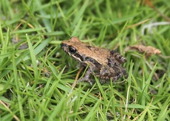 Leptodactylus labrosus