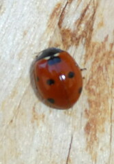 Coccinella septempunctata
