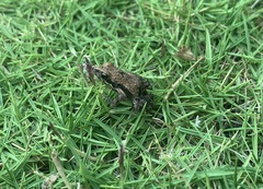 Leptodactylus labrosus