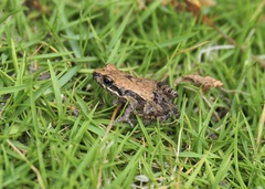 Leptodactylus labrosus