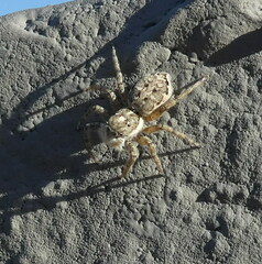 Menemerus semilimbatus