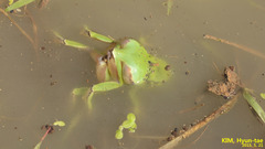 Hyla suweonensis