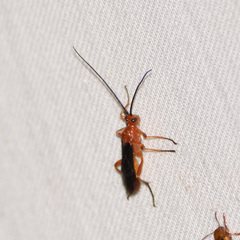 Aleiodes politiceps