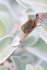 Oncometopia hamiltoni