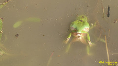 Hyla suweonensis