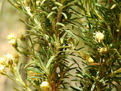 Baccharis grisebachii