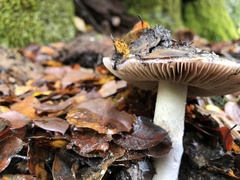 Cortinarius cylindripes