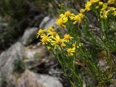 Senecio ganganensis