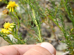 Senecio ganganensis