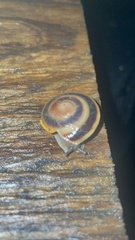 Caracolus marginella