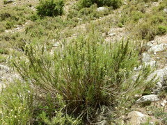 Baccharis grisebachii