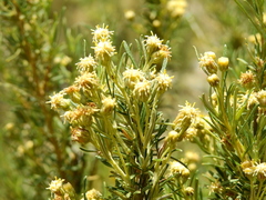 Baccharis grisebachii